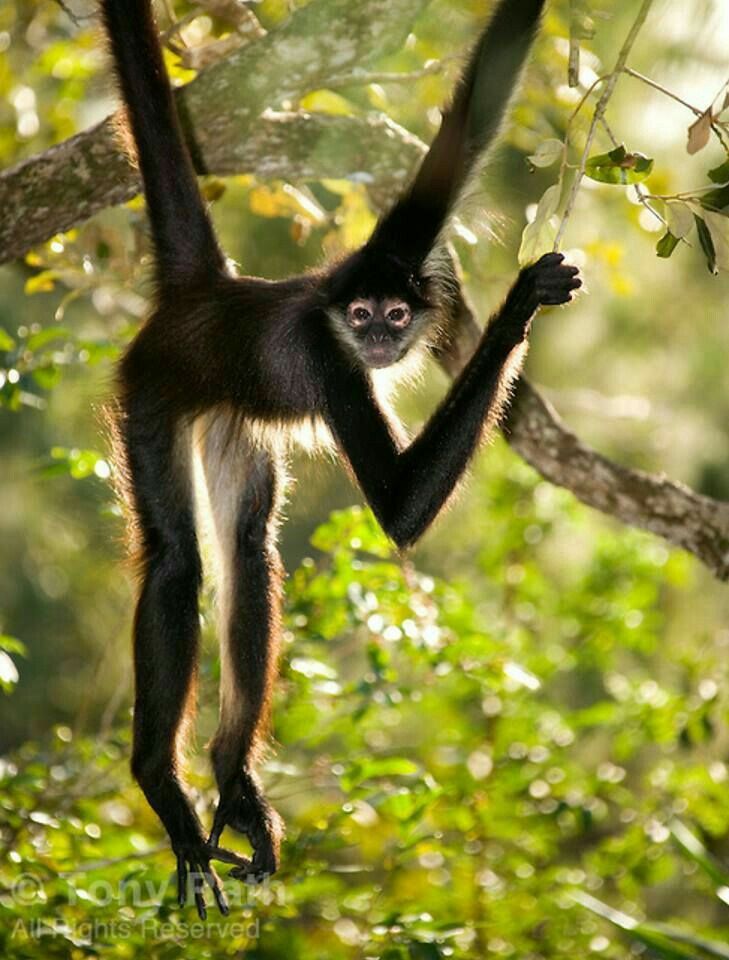animais impressionantes da amazônia 4