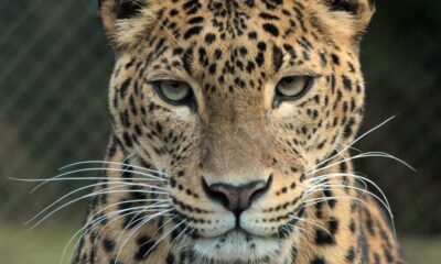 animais impressionantes da amazônia