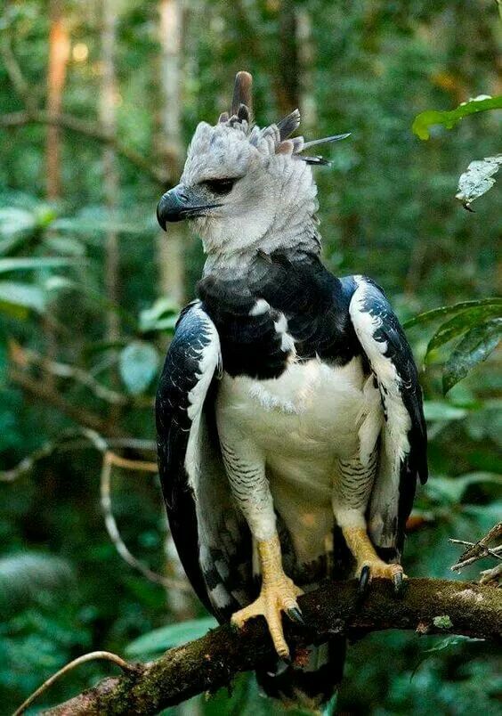 animais impressionantes da amazônia 5