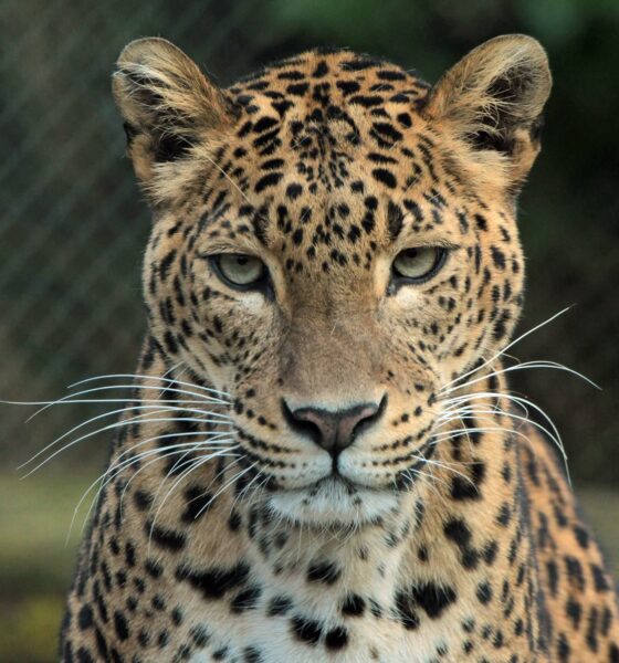animais impressionantes da amazônia