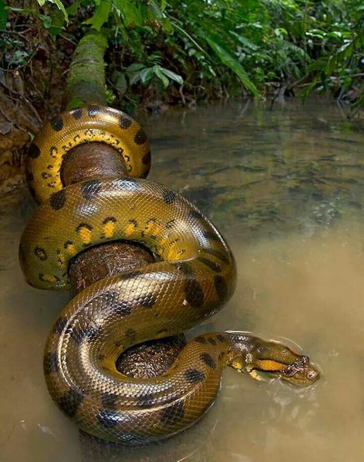 animais impressionantes da amazônia 7
