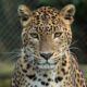 animais impressionantes da amazônia