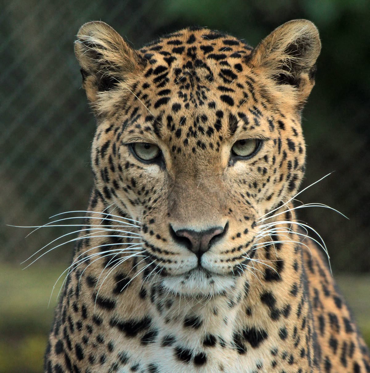 animais impressionantes da amazônia