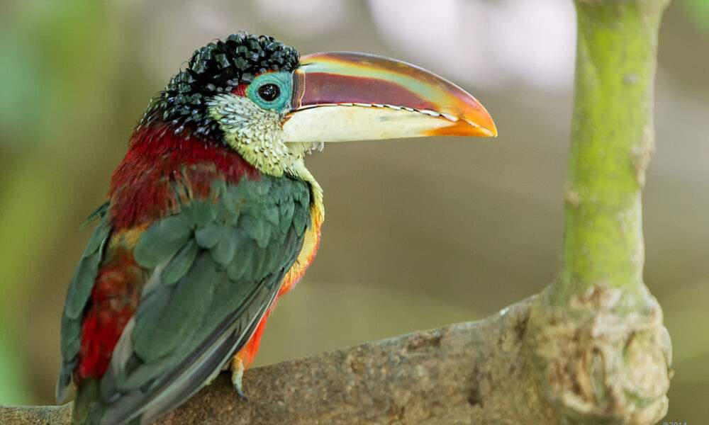 Araçari de Crista Encaracolada / Foto : Divulgação