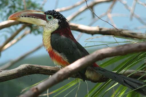 Araçari de Crista Encaracolada / Foto : Divulgação