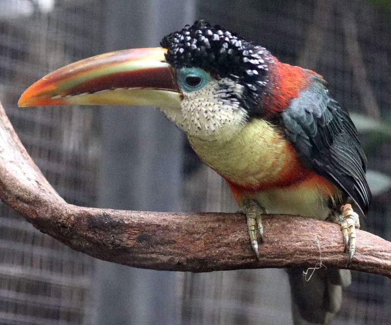 Araçari de Crista Encaracolada / Foto : Divulgação