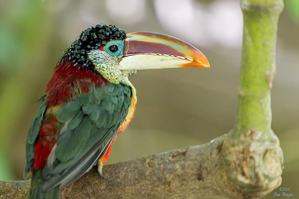 Araçari de Crista Encaracolada / Foto : Divulgação