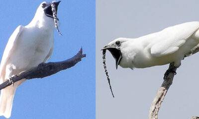 araponga da amazonia