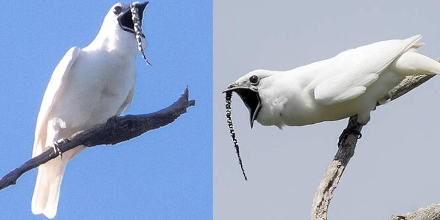 araponga da amazonia