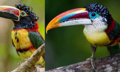 aravarimulato o tucano de cabelo cacheado 5