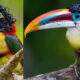 aravarimulato o tucano de cabelo cacheado 5