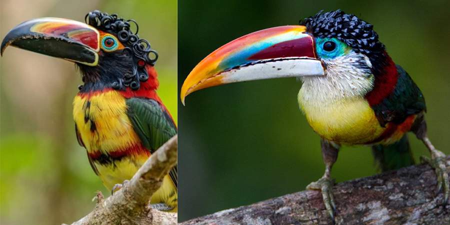 aravarimulato o tucano de cabelo cacheado 5