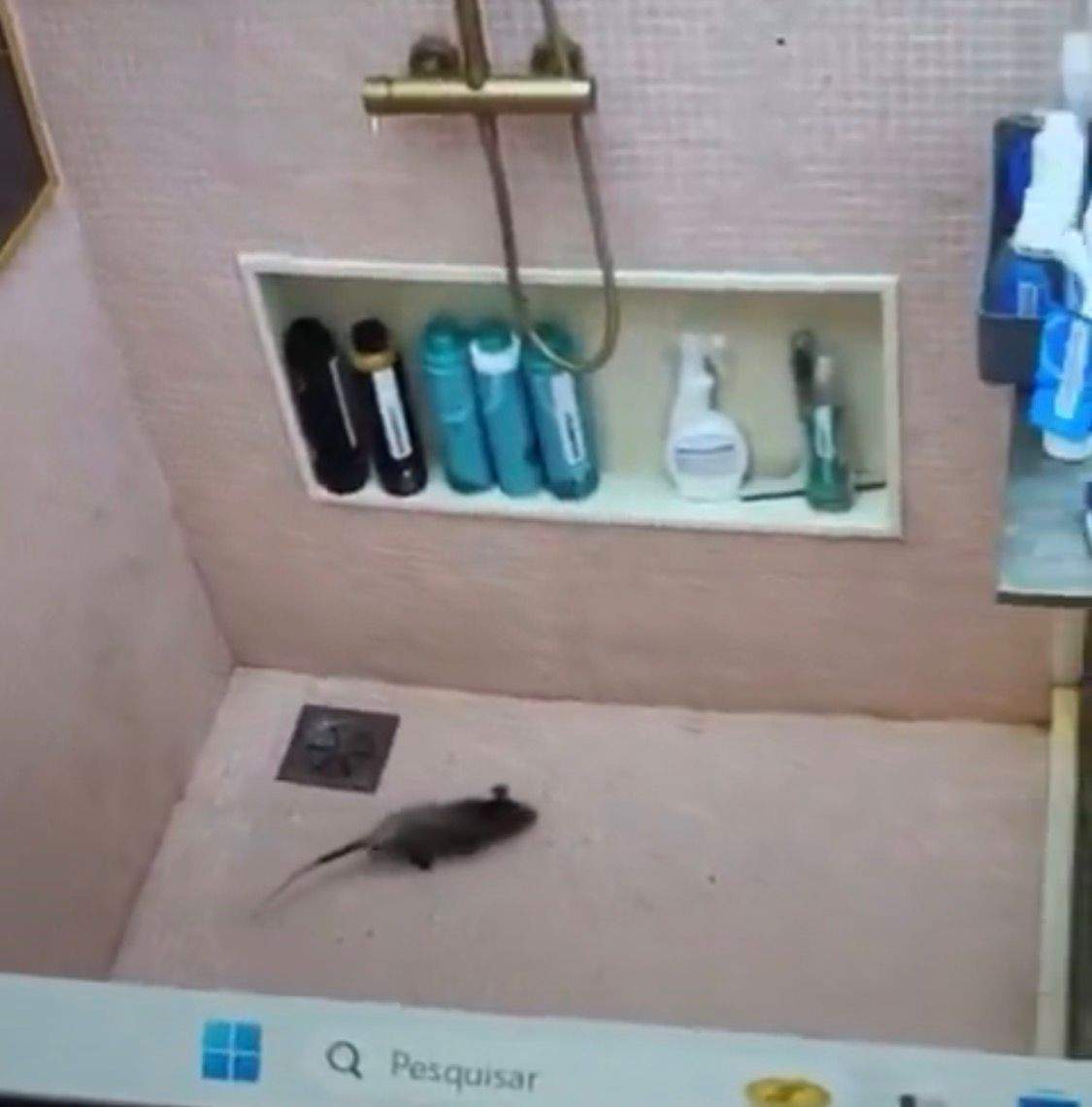 câmeras flagram gambá passeando pela casa do bbb26 (2)