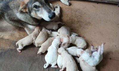 filhotes são resgatados após cinco dias presos sob calçada no interior do amazonas (1)
