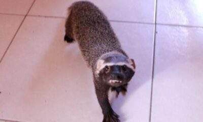 furão mantido como “pet” é resgatado em manaus; ipaam alerta para crime ambiental