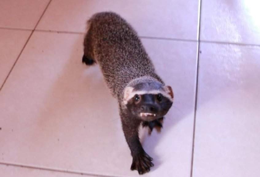furão mantido como “pet” é resgatado em manaus; ipaam alerta para crime ambiental