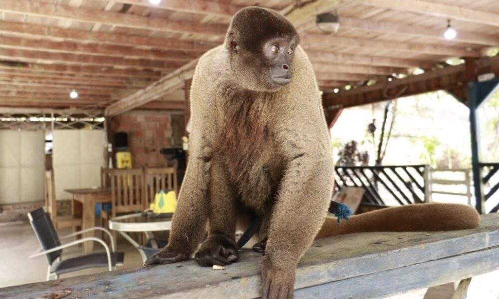 ipaam resgata macaco barrigudo vulnerável mantido em sítio na br 174, em manaus
