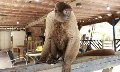 ipaam resgata macaco barrigudo vulnerável mantido em sítio na br 174, em manaus