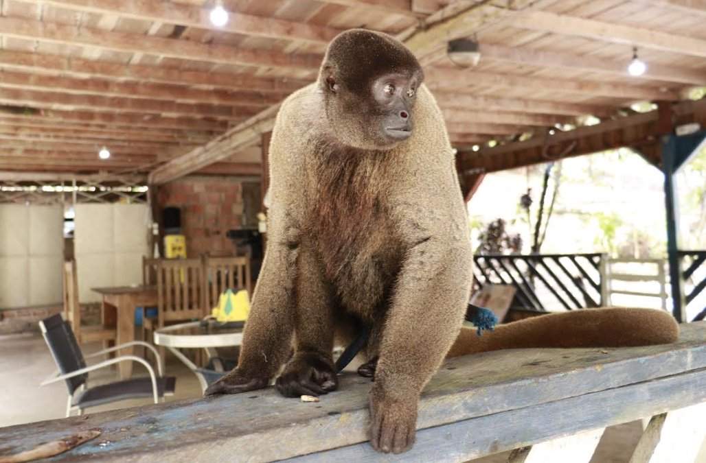 ipaam resgata macaco barrigudo vulnerável mantido em sítio na br 174, em manaus