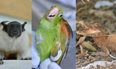 ipaam resgata sauim de coleira ferido e outros animais silvestres em manaus