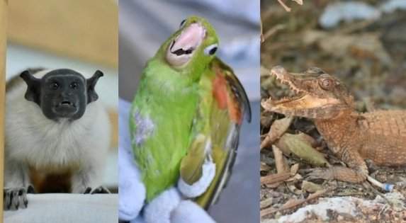 ipaam resgata sauim de coleira ferido e outros animais silvestres em manaus