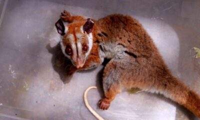 Cuíca-lanosa, espécie de difícil registro, é resgatada ferida em Manaus / Foto: José Narbaes/Ipaam