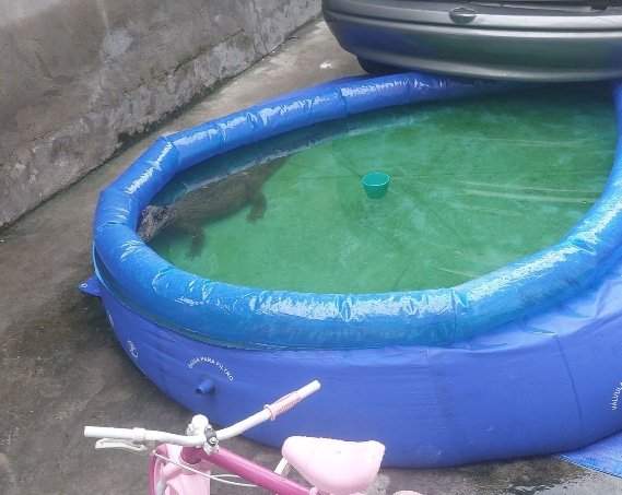 jacaré em piscina infantil assusta família e mobiliza bombeiros em manaus (1)