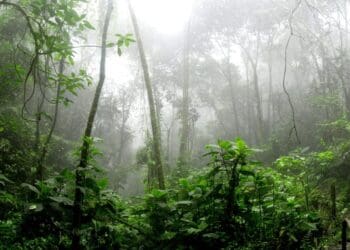 mistérios da amazônia que ainda intrigam cientistas hoje