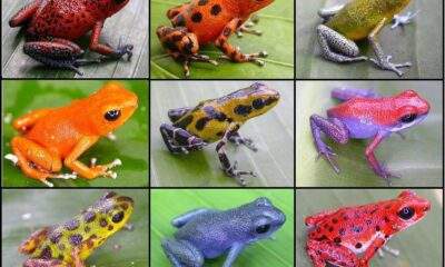 Os Sapos Coloridos e Extremamente Venenosos da Amazônia: Uma Beleza Letal da Floresta