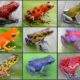 Os Sapos Coloridos e Extremamente Venenosos da Amazônia: Uma Beleza Letal da Floresta