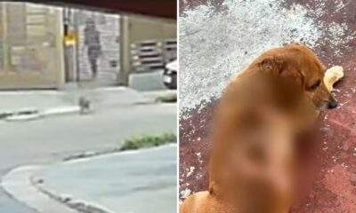 video cao comunitario atacado com oleo quente