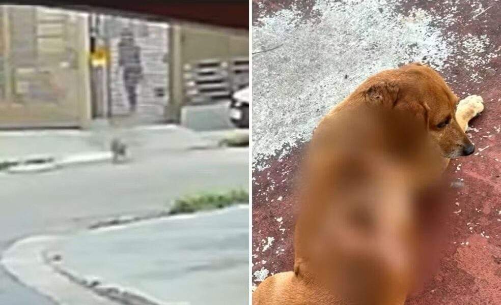video cao comunitario atacado com oleo quente