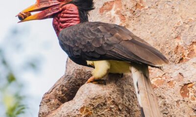 O Calau-de-Capacete: Uma Ave Pré-Histórica em Perigo / Foto : Divulgação