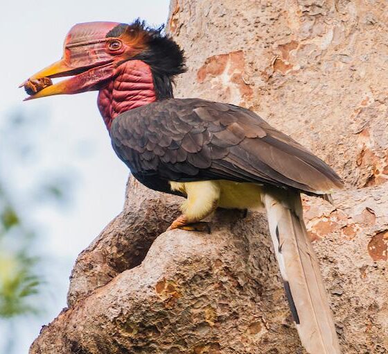 O Calau-de-Capacete: Uma Ave Pré-Histórica em Perigo / Foto : Divulgação