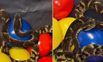 cobra em piscina de bolinha