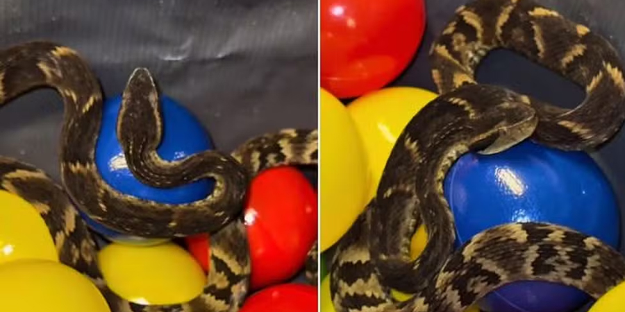 cobra em piscina de bolinha