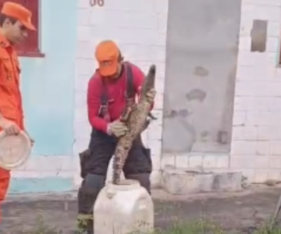 filhote de jacaré é resgatado em área residencial na cidade nova e reação de morador viraliza; vídeo