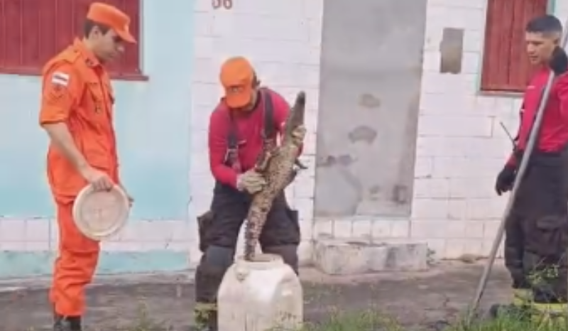 filhote de jacaré é resgatado em área residencial na cidade nova e reação de morador viraliza; vídeo