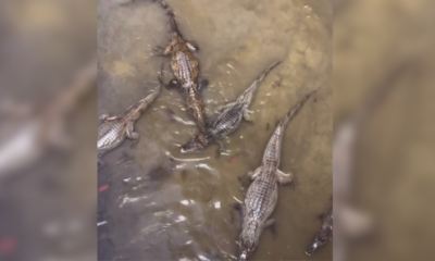 mais de dez jacarés aparecem em igarapé de manaus e vídeo surpreende moradores; veja