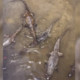 mais de dez jacarés aparecem em igarapé de manaus e vídeo surpreende moradores; veja