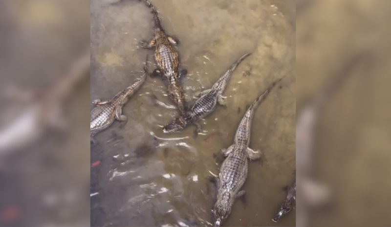 mais de dez jacarés aparecem em igarapé de manaus e vídeo surpreende moradores; veja