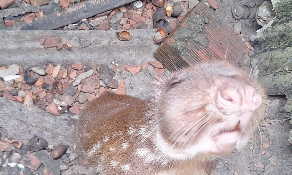 operação do ipaam resgata paca e 52 animais silvestres mantidos ilegalmente em manaus