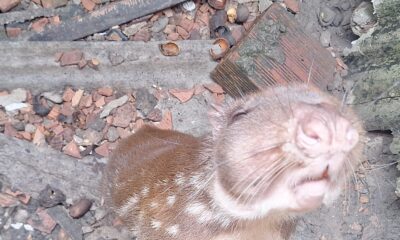 operação do ipaam resgata paca e 52 animais silvestres mantidos ilegalmente em manaus