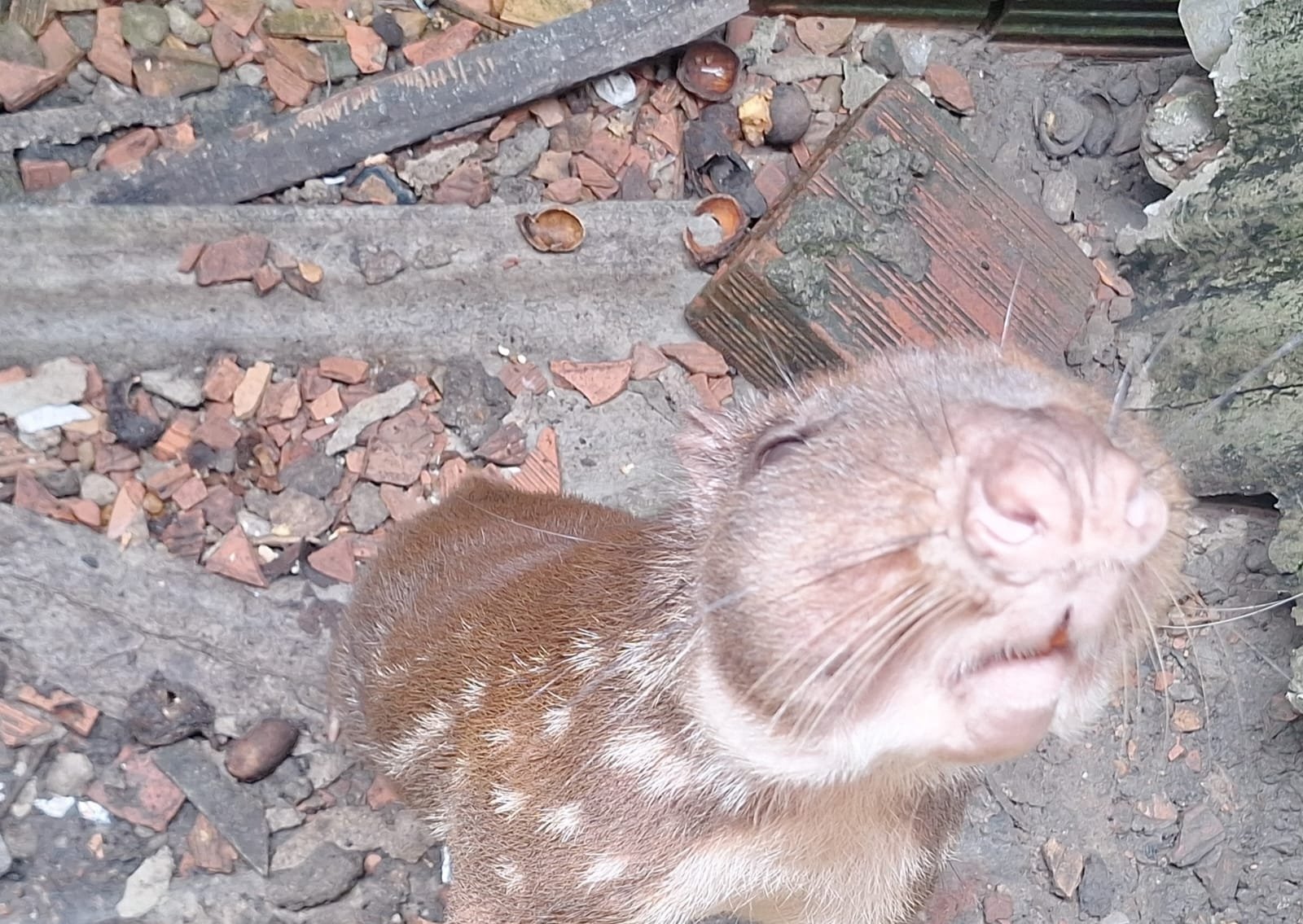 operação do ipaam resgata paca e 52 animais silvestres mantidos ilegalmente em manaus