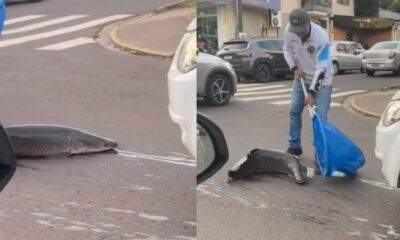 pirarucu cai na rua 1