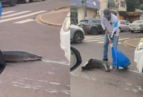 pirarucu cai na rua 1