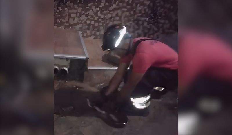 sucuri de quase dois metros é resgatada em frente a casa na zona centro oeste de manaus