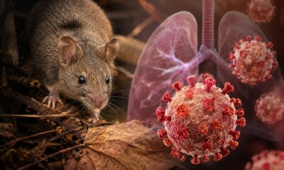 alerta dois casos de hantavirus no parana e 11 em investigacao