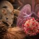 alerta dois casos de hantavirus no parana e 11 em investigacao