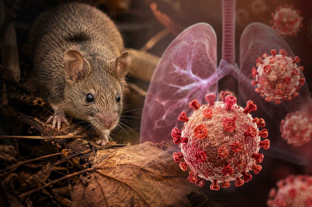 alerta dois casos de hantavirus no parana e 11 em investigacao